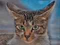 vincentcat