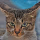 vincentcat