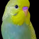3Keets Collection