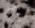 Photos x MadYak - old
