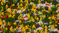 Nature Collection c/o BDCV