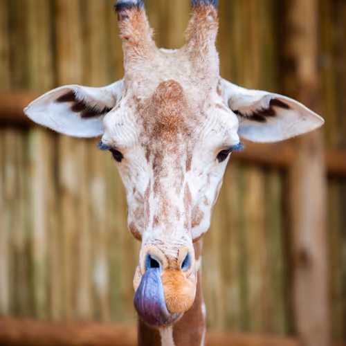 Cinemagraphs for Relaxation