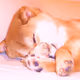 First Doge