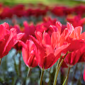 Flowers - 2UyM8ohPNr