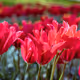 Flowers - 2UyM8ohPNr