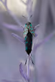 Aerochrome Insects - old