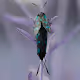 Aerochrome Insects - old