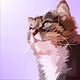 ANIMaL_aRt__ - old
