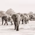 Animals of Botswana - Photography - old