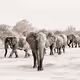 Animals of Botswana - Photography - old