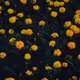 Yellow Flowers