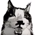 wild cat nft