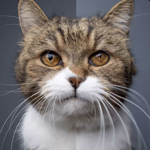 worldwide cat