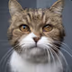 worldwide cat