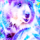 The Quokka World