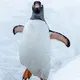 Tales of Antarctica
