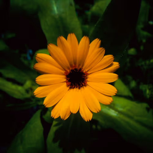 The beauty of nature (carpe diem)