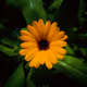 The beauty of nature (carpe diem)