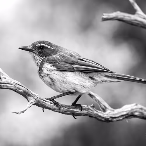 Brian ONeil Photography