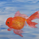 Q. WANG Art (Goldfish)