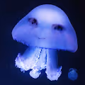 Jellyfish evolution