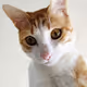 The Cat NFTs