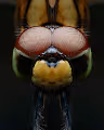 Beauty In Details - old V2
