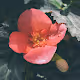 Flores De Maravillas