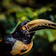Birds | Migrant Colors and Forest Dwellers