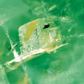 Emerald Inclusion - old