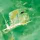 Emerald Inclusion - old