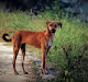 Indian street dogs