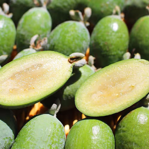 Feijoa