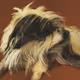 Animal Paintings @Destinoextinto