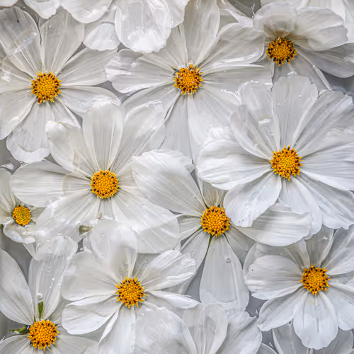 Flower Blocks - Special Editions