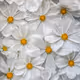 Flower Blocks - Special Editions