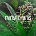 EMERALD BUDS