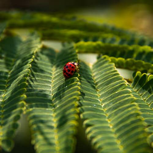 Nature By Sam Nunez V2