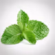 FreeMint