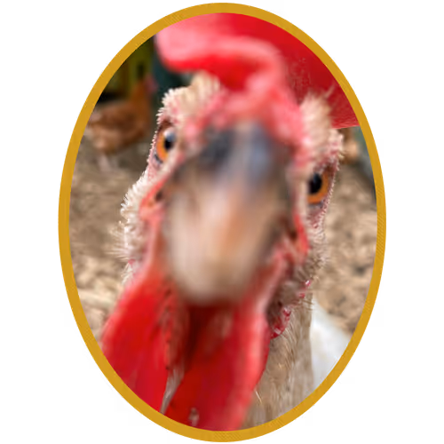 Dapper Chickens - old
