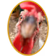 Dapper Chickens - old