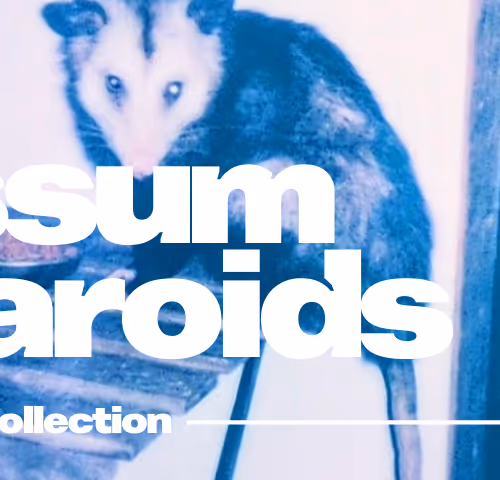Possum Polaroids