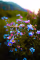 flowers.eth
