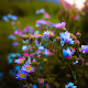 flowers.eth
