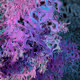 Vorticity