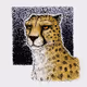 Cheetah_collection