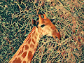 Unique Wildlife