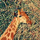 Unique Wildlife
