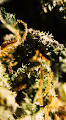 My Kind of Flower
