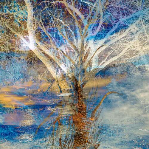Tree By The Pond